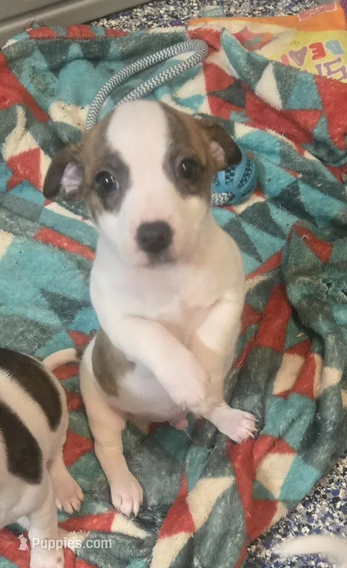 Groot – Jack Russell Terrier puppy for sale in Fowlerville, MI
