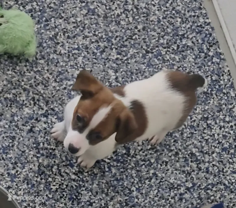 Puppy m1 – Jack Russell Terrier puppy for sale in Fowlerville, MI