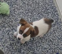 Puppy m1, a male Jack Russell Terrier for sale in Fowlerville, MI – 1 of 3