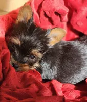 Toby, a male Yorkshire Terrier for sale in Rutland, SD – Photo 2 of 3