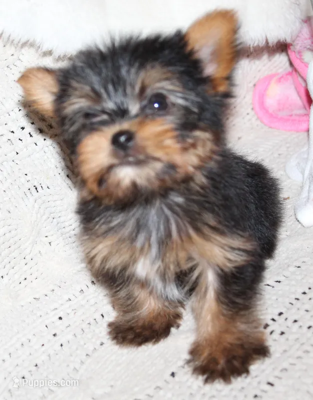Toby – Yorkshire Terrier puppy for sale in Rutland, SD