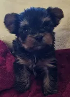 Toby, a male Yorkshire Terrier for sale in Rutland, SD – Photo 3 of 3