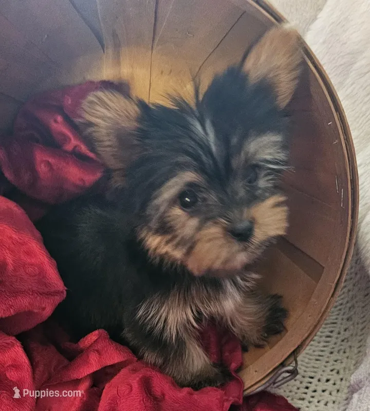Toby – Yorkshire Terrier puppy for sale in Rutland, SD
