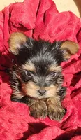 Toby, a male Yorkshire Terrier for sale in Rutland, SD – Photo 1 of 3