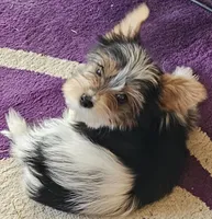 Jax, a male Yorkshire Terrier for sale in Rutland, SD – Photo 5 of 9