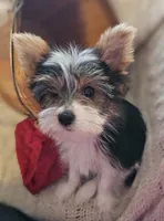 Jax, a male Yorkshire Terrier for sale in Rutland, SD – Photo 9 of 9