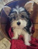 Jax, a male Yorkshire Terrier for sale in Rutland, SD – Photo 2 of 9