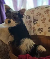 Jax, a male Yorkshire Terrier for sale in Rutland, SD – Photo 3 of 9