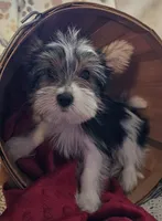 Jax, a male Yorkshire Terrier for sale in Rutland, SD – Photo 7 of 9