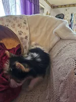 Jax, a male Yorkshire Terrier for sale in Rutland, SD – Photo 6 of 9