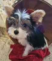 Jax, a male Yorkshire Terrier for sale in Rutland, SD – Photo 1 of 9