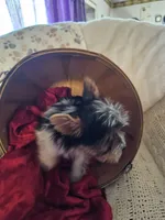 Jax, a male Yorkshire Terrier for sale in Rutland, SD – Photo 8 of 9