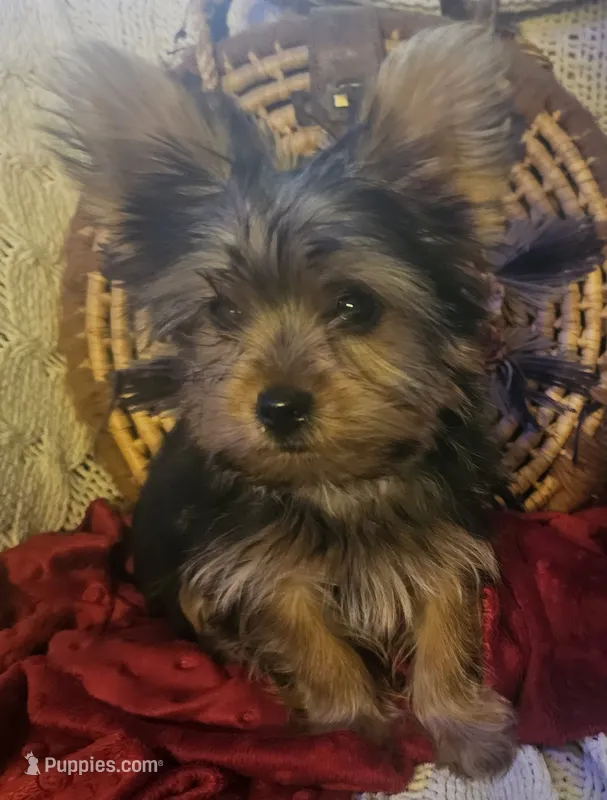 Button – Yorkshire Terrier puppy for sale in Rutland, SD