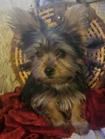 Button, a male Yorkshire Terrier for sale in Rutland, SD – 1 of 9