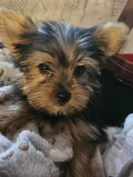 Button, a male Yorkshire Terrier for sale in Rutland, SD – 5 of 6