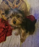 Button, a male Yorkshire Terrier for sale in Rutland, SD – 6 of 9
