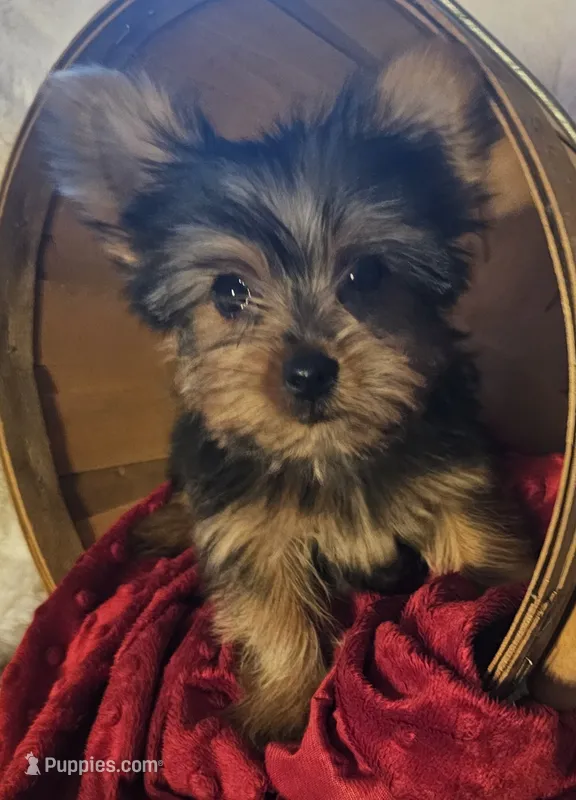 Button – Yorkshire Terrier puppy for sale in Rutland, SD