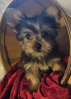 Button, a male Yorkshire Terrier for sale in Rutland, SD – 1 of 6