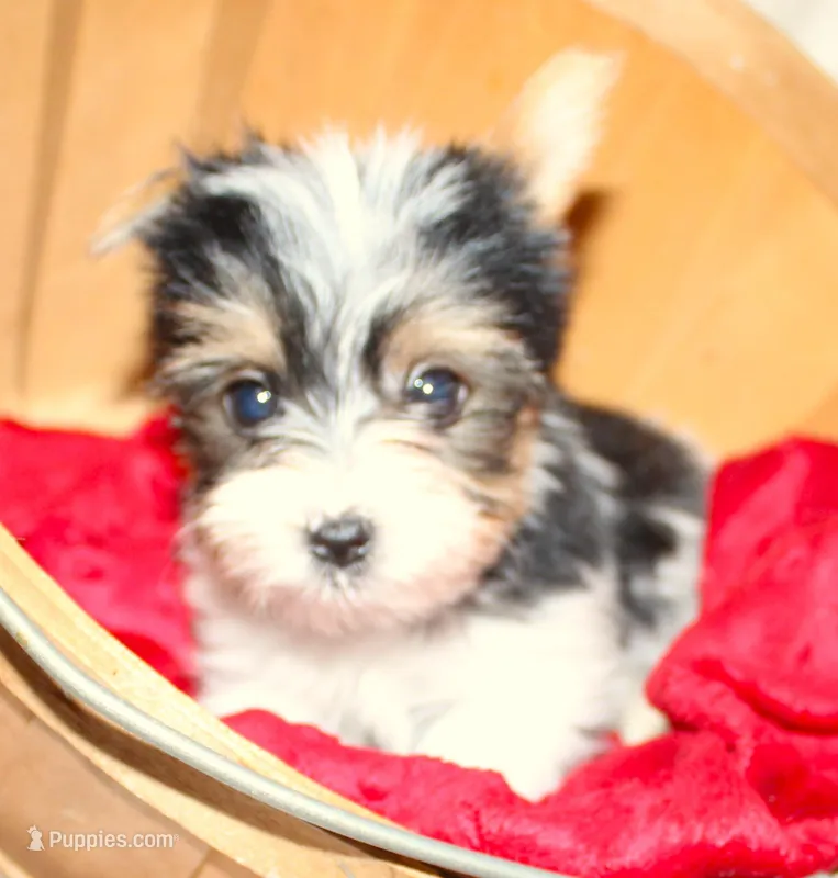 Romeo – Yorkshire Terrier puppy for sale in Rutland, SD