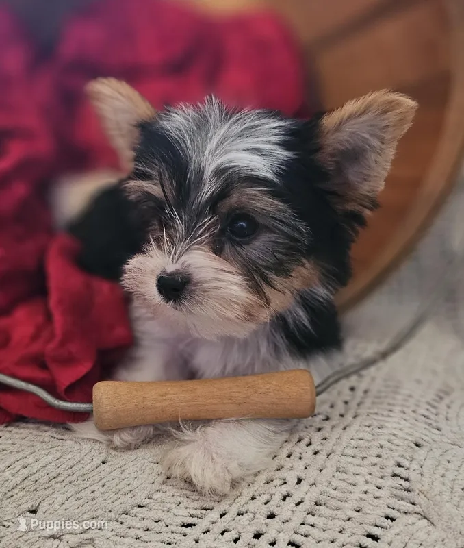 Romeo – Yorkshire Terrier puppy for sale in Rutland, SD