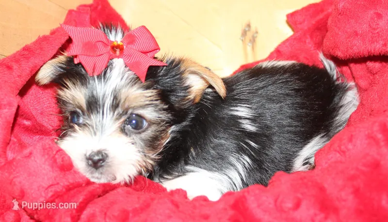 Romeo, a male Yorkshire Terrier for sale in Rutland, SD – Photo 1 of 5