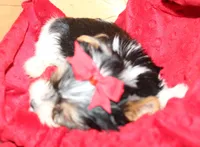 Romeo, a male Yorkshire Terrier for sale in Rutland, SD – Photo 3 of 5