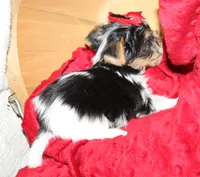 Romeo, a male Yorkshire Terrier for sale in Rutland, SD – Photo 4 of 5