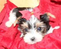 Romeo, a male Yorkshire Terrier for sale in Rutland, SD – Photo 2 of 5