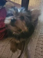 Button, a male Yorkshire Terrier for sale in Rutland, SD – 6 of 6