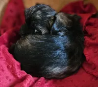 Coco, a female Shorkie for sale in Rutland, SD – Photo 5 of 5