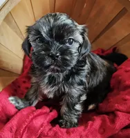 Coco, a female Shorkie for sale in Rutland, SD – Photo 4 of 5