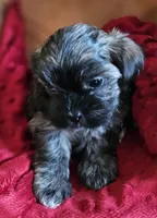 Coco, a female Shorkie for sale in Rutland, SD – Photo 3 of 5