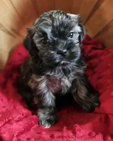 Coco, a female Shorkie for sale in Rutland, SD – Photo 2 of 5