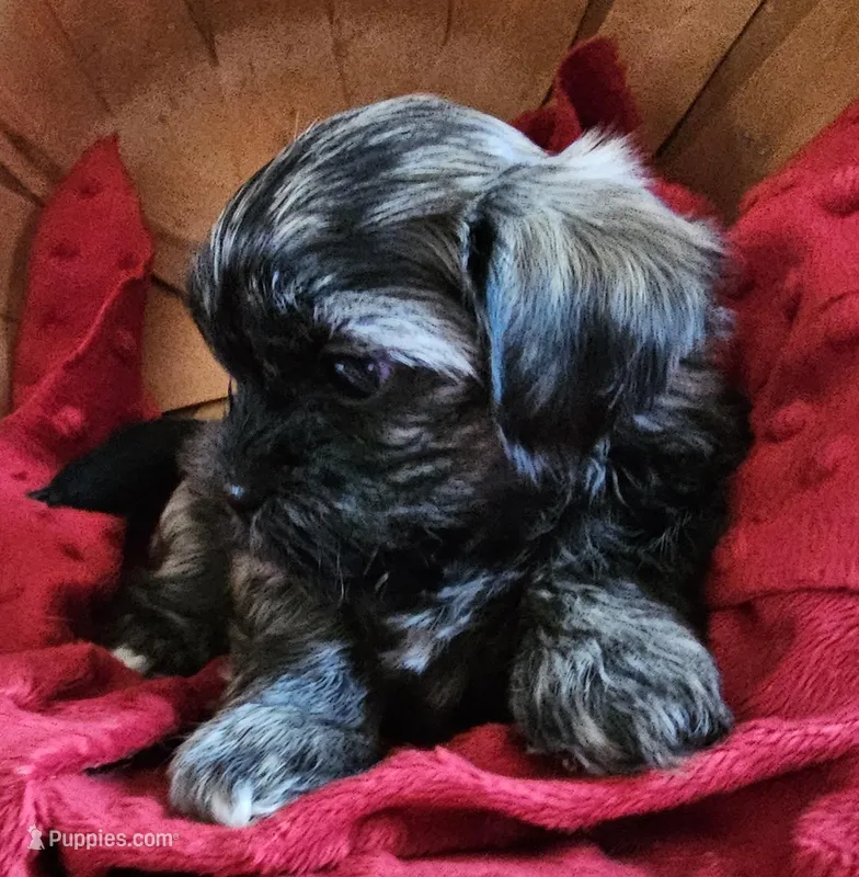 Coco – Shorkie puppy for sale in Rutland, SD
