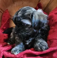 Coco, a female Shorkie for sale in Rutland, SD – Photo 1 of 5