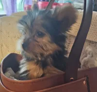 Button, a male Yorkshire Terrier for sale in Rutland, SD – 3 of 6