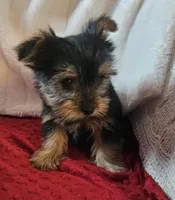 Archie, a male Yorkshire Terrier for sale in Rutland, SD – Photo 5 of 7