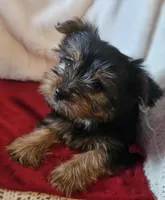 Archie, a male Yorkshire Terrier for sale in Rutland, SD – Photo 1 of 7