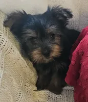 Archie, a male Yorkshire Terrier for sale in Rutland, SD – Photo 3 of 7