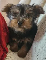 Archie, a male Yorkshire Terrier for sale in Rutland, SD – Photo 2 of 7