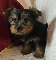 Archie, a male Yorkshire Terrier for sale in Rutland, SD – Photo 4 of 7