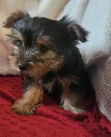 Archie, a male Yorkshire Terrier for sale in Rutland, SD – Photo 7 of 7