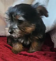 Archie, a male Yorkshire Terrier for sale in Rutland, SD – Photo 6 of 7