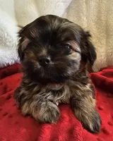 Mochi, a male Shorkie for sale in Rutland, SD – Photo 1 of 5