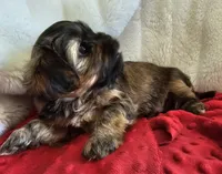 Mochi, a male Shorkie for sale in Rutland, SD – Photo 2 of 5