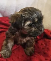 Mochi, a male Shorkie for sale in Rutland, SD – Photo 3 of 5