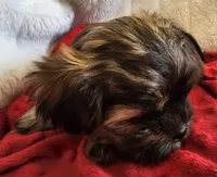 Mochi, a male Shorkie for sale in Rutland, SD – Photo 5 of 5