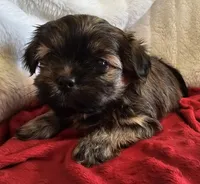 Mochi, a male Shorkie for sale in Rutland, SD – Photo 4 of 5