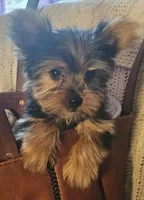 Button, a male Yorkshire Terrier for sale in Rutland, SD – 2 of 6