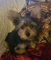 Button, a male Yorkshire Terrier for sale in Rutland, SD – 2 of 9